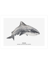 Shark - Art Print